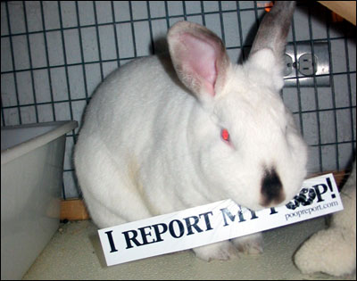 ensinar um coelho a usar a caixinha
