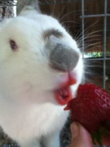 alimentos recomendados para coelhos