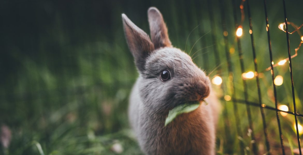 Principais causas da morte súbita em coelhos