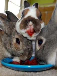 alimentação de coelhos