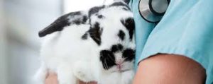 Clínicas veterinárias para coelhos