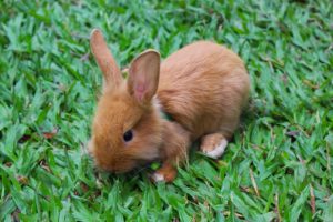 mitos sobre coelhos filhotes