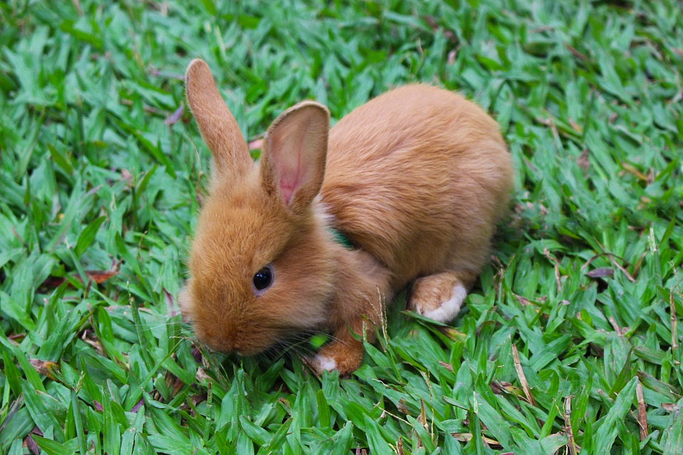 Os mitos sobre coelhos filhotes