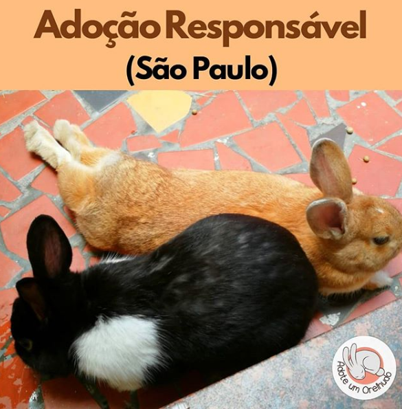 ADOÇÃO RESPONSÁVEL - SÃO PAULO (SOROCABA)