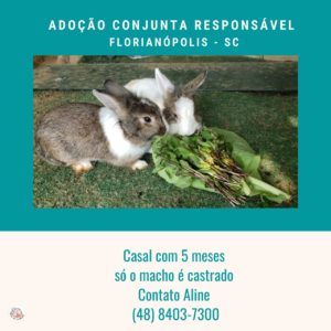 Coelhos para adoção em Florianópolis